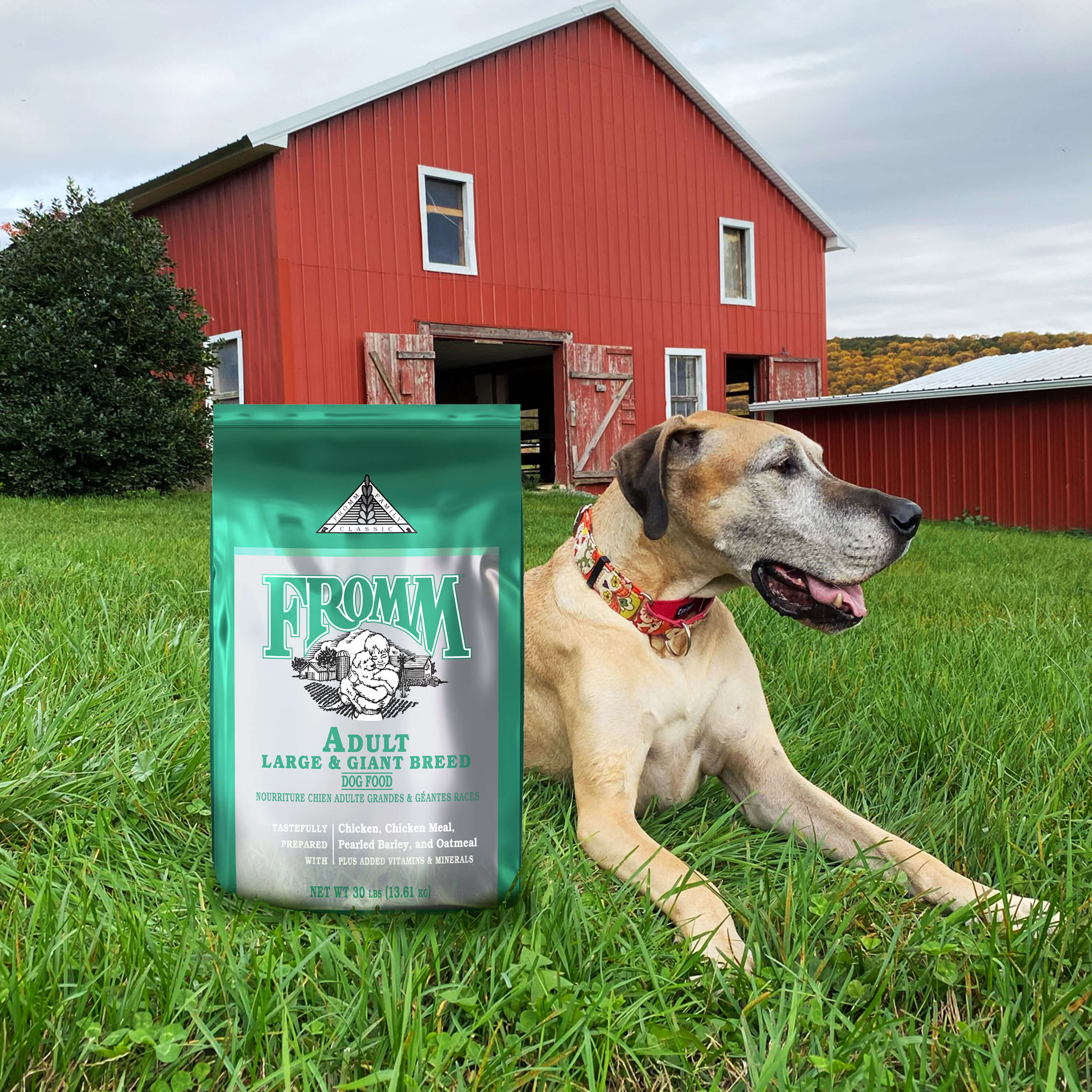 Classic Adult Large & Giant Breed | GoFromm.com - Fromm Pet Food